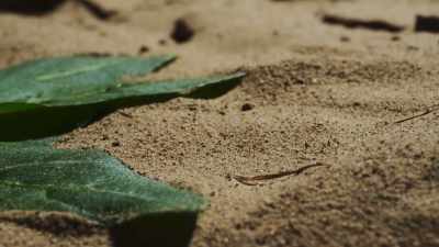 This is coyote tobacco. - The Green Planet