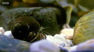 This crab, on the other hand, - Wales: Land of the Wild