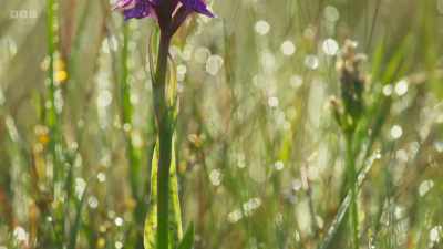 This creates
habitat for wildlife - Wild Isles