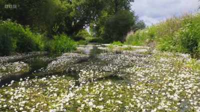 This creates the right conditions
for water-crowfoot - Wild Isles