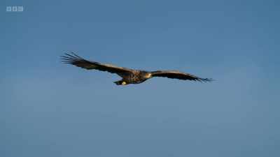 This crucial work will ensure
eagles might once again - Wild Isles