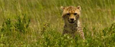 This cub's future is
far from guaranteed… - Our Universe