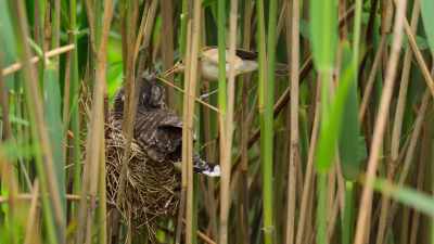 This cuckoo singleton doesn't have
to worry about competing with siblings. - Wild Babies