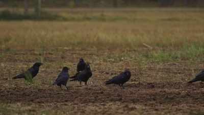 This dead animal is a valuable resource. - Wild Nordic