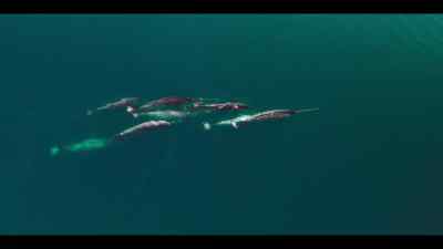 This delicate web of life is at risk. - Our Oceans