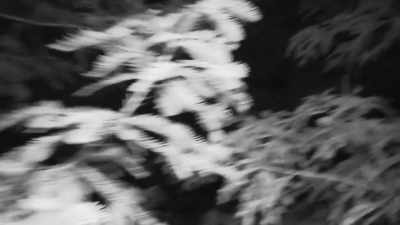  This dense brush
 is really claustrophobic. - Expedition Bigfoot