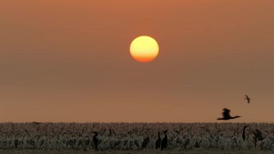 This desert provides the cormorants - Our Planet