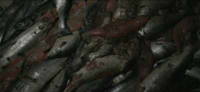 This is disease-ridden - Eating Our Way to Extinction