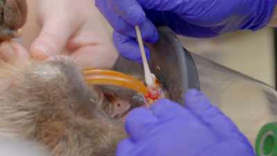 This doesn't look diseased, - Secrets of the Zoo
