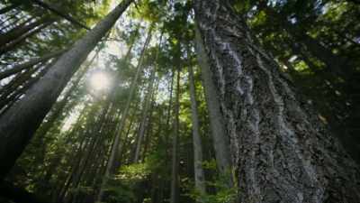 This Douglas fir has stood for decades. - Super/Natural