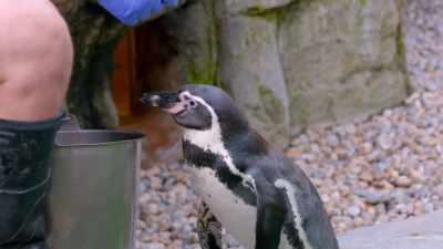 This is dr. Oswald cobblepot,
right in front of me. - Secrets of the Zoo