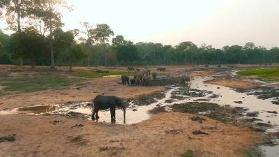 This is Dzanga Bai. - Big Beasts