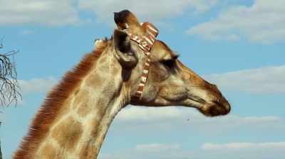This ear tag just behind the ear - The Woman Who Loves Giraffes