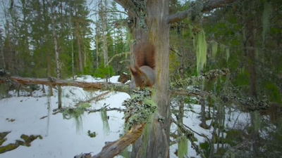 'This early in the year, - A Year on Planet Earth