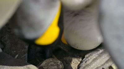 'This egg is the pair's only chance
to raise a chick this year. - A Year on Planet Earth