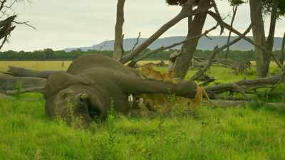 This elephant died after
a life well-lived. - Serengeti