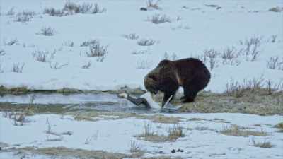 This elk carcass is what's
known as winter kill, - Yellowstone: One-Fifty