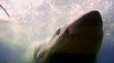 This encounter reveals much
about shark attack behavior - Shark Attack Files