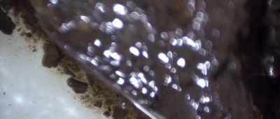 This is essentially a dissolved Triceratops horn and increased ... - Is Genesis History?