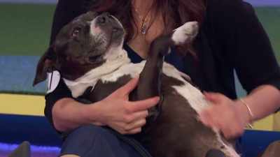 This is exactly what I love - 2022 American Rescue Dog Show