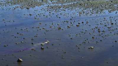 This extraordinary behaviour
has only been reported here, - Seven Worlds, One Planet