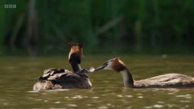 This extraordinary caring behaviour - Wild Isles