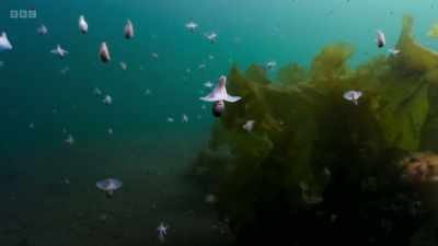 This extraordinary mass migration has never been filmed before. - Wild Isles