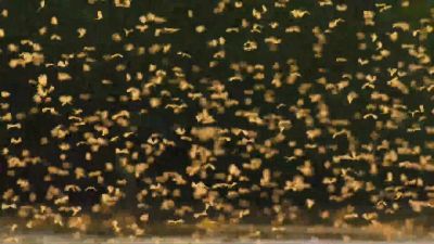 This extraordinary spectacle was once common in Eastern Europe, - Our Planet