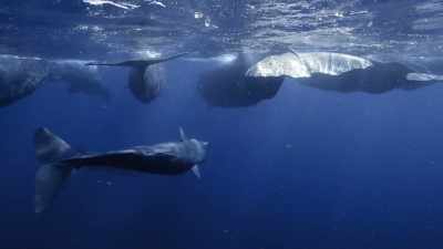 "This family has lost many calves," - Secrets of the Whales