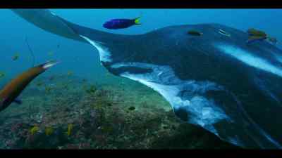 This female is a shark attack survivor. - Our Oceans