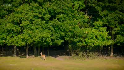 This female is in a hurry. - Wild London