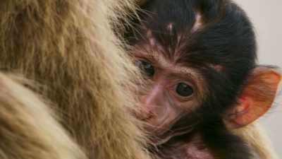 This female has just given birth
to her first baby. - Seven Worlds, One Planet