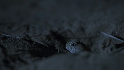 This female likes what she hears. - Earth at Night in Color
