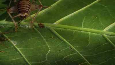 This female has made her choice. - Micro Monsters with David Attenborough
