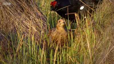 This female might look
plain and drab, - Wales: Land of the Wild