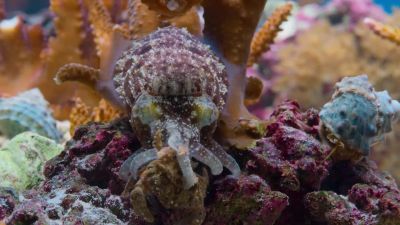This female seems impressed. - Tiny World