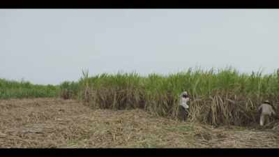 This field should be finished
by now, surely, no? - The Long Song