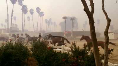 This fire happened so
fast, hundreds of horses
needed to be evacuated. - Paris to Pittsburgh