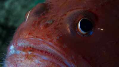 This fish has been
living for so long here - Blue Planet II