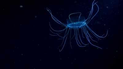 This is food, - Blue Planet II