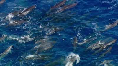 This formidable hunting party
now harvests the riches - Blue Planet II