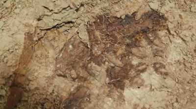 THIS FOSSIL WILL
GO DOWN IN HISTORY - Dino Hunters