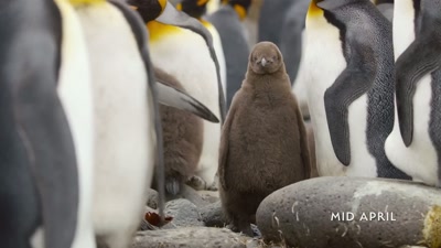 'This four-month-old
king penguin chick - A Year on Planet Earth