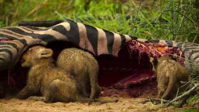 This fresh meat, full of protein, - Wild Babies