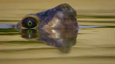 This giant Amazon river turtle
is searching for the perfect beach - Super/Natural