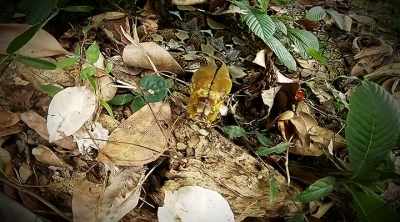 This giant snake
ambushes its prey - Kings of Pain