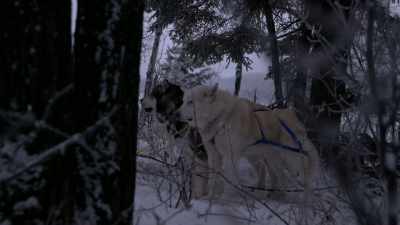 This is good
training for the dogs, - Life Below Zero: Next Generation