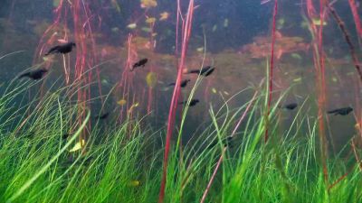 This great migration marks the end of their daily routine. - Tiny World