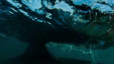 This is great white shark territory. - Penguin Town