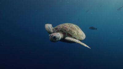 This green turtle has spent 30 years out here on her own. - Hostile Planet